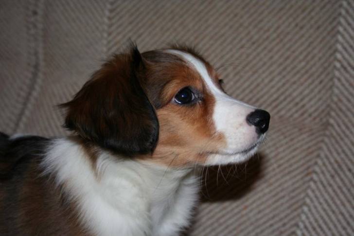 Photo Kooikerhondje