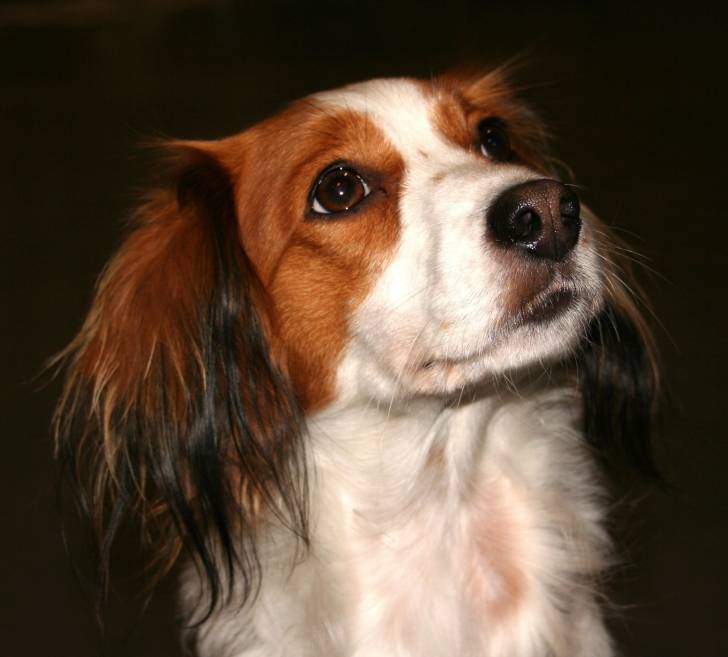 Photo Kooikerhondje