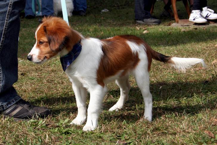 Photo Kooikerhondje