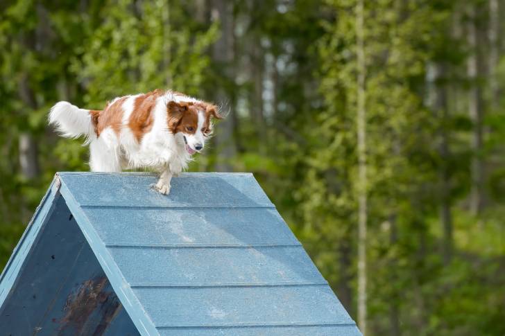 Photo Kooikerhondje