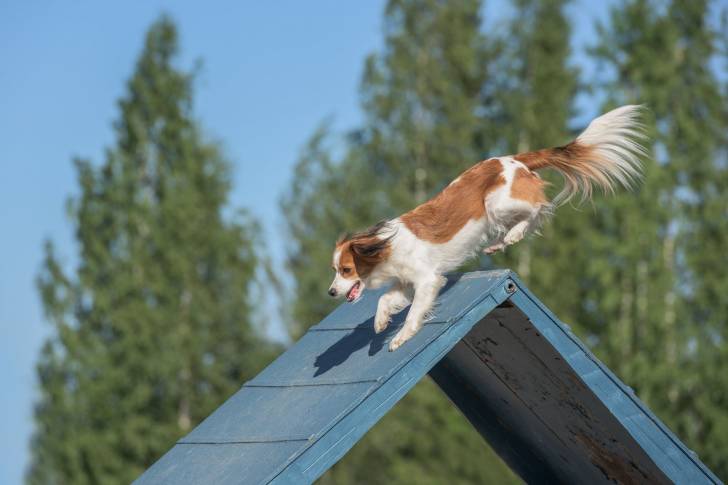 Photo Kooikerhondje