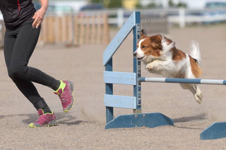 Photo Kooikerhondje