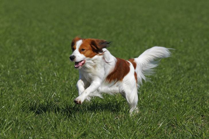 Photo Kooikerhondje