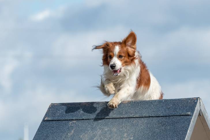 Photo Kooikerhondje