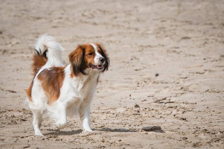 Photo Kooikerhondje