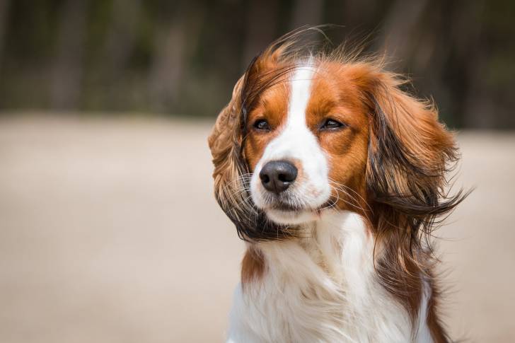 Photo Kooikerhondje