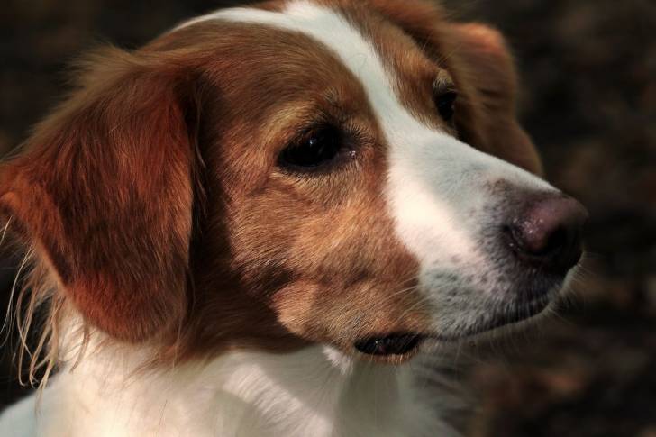 Photo Kooikerhondje