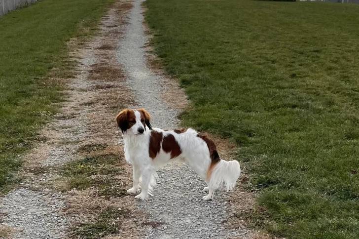 Un Kooikerhondje sur des gravillons et semblant détendu 