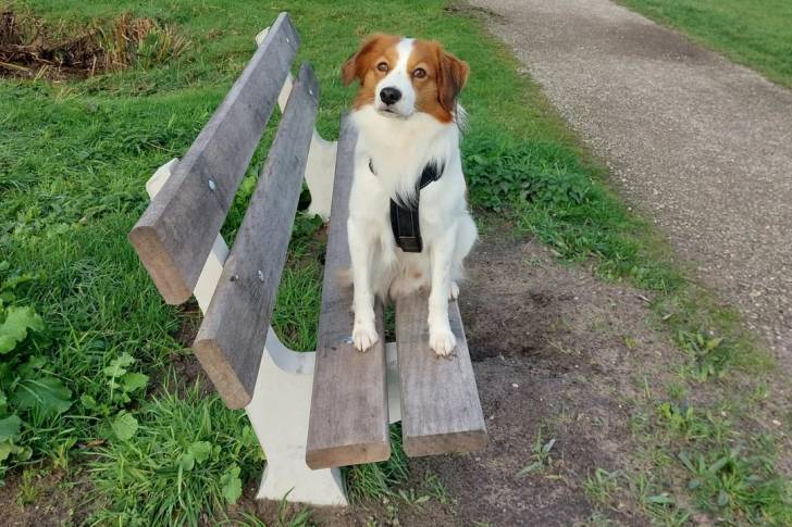 Un Kooikerhondje assis sur un banc et portant un harnais 