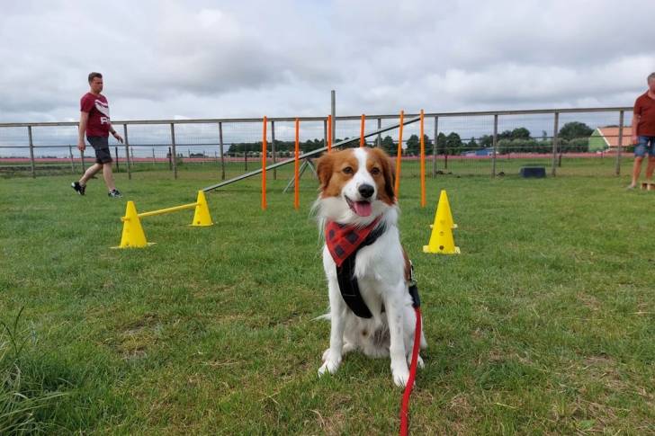 Un Kooikerhondje assis sur une surface gazonnée et qui est tenu en laisse 