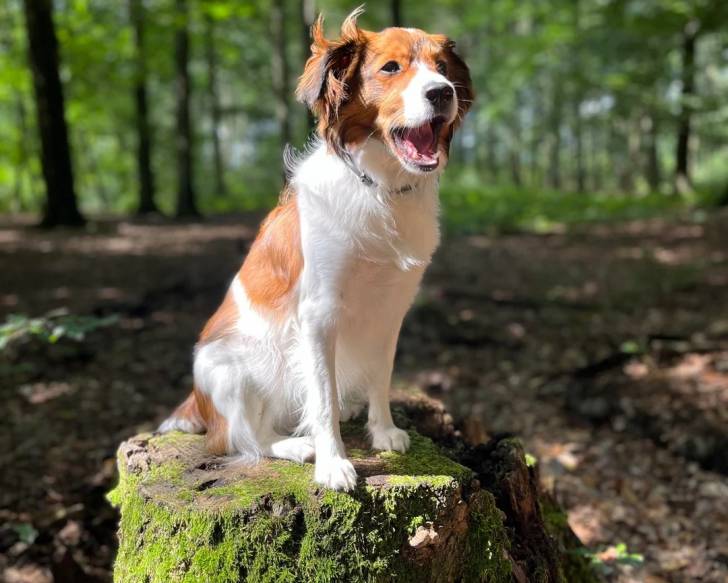 Un Kooikerhondje assis sur un tronc d'arbre et portant un collier autour du cou