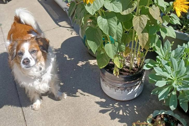 Un Kooikerhondje sur une surface bétonnée et portant un collier autour du cou