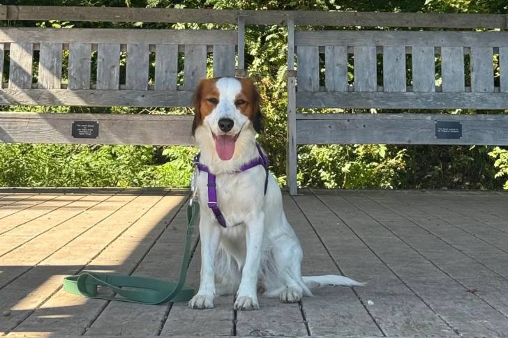 Un Kooikerhondje sur un plancher et qui est tenu en laisse