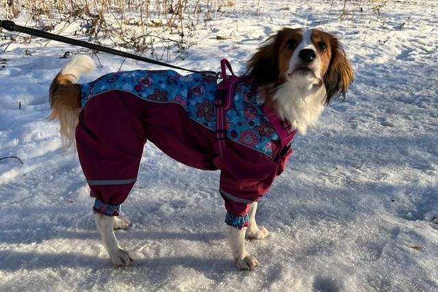 Un Kooikerhondje sur une surface enneigée et qui est tenu en laisse 
