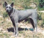 Thaï Ridgeback Dog - Thaï Ridgeback