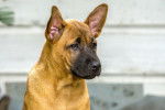 Photo Thaï Ridgeback