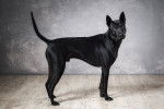 Photo Thaï Ridgeback