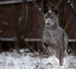Photo Thaï Ridgeback