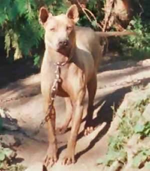 Thaï Ridgeback Dog - Thaï Ridgeback