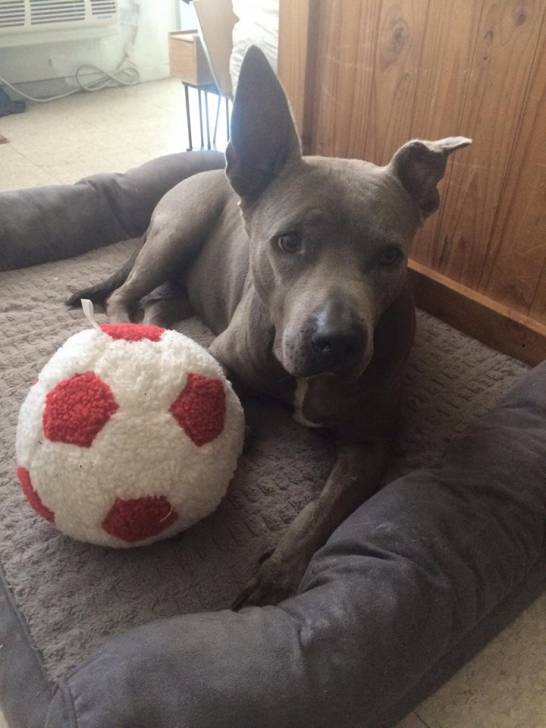 Lila - Thaï Ridgeback