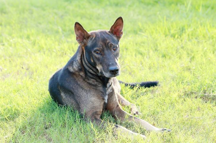 Photo Thaï Ridgeback