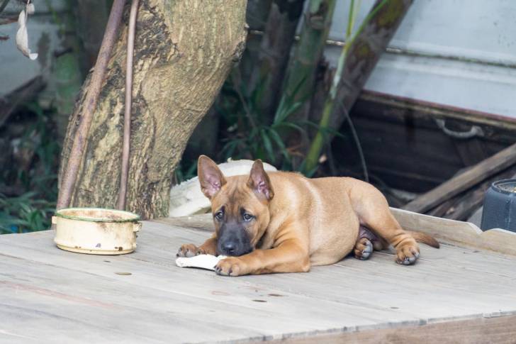 Photo Thaï Ridgeback