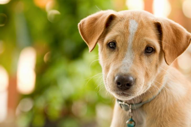 Photo Thaï Ridgeback