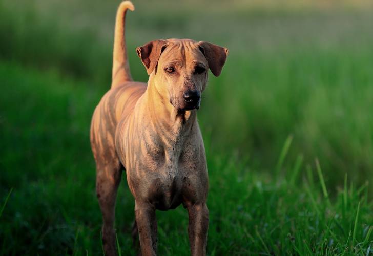 Photo Thaï Ridgeback
