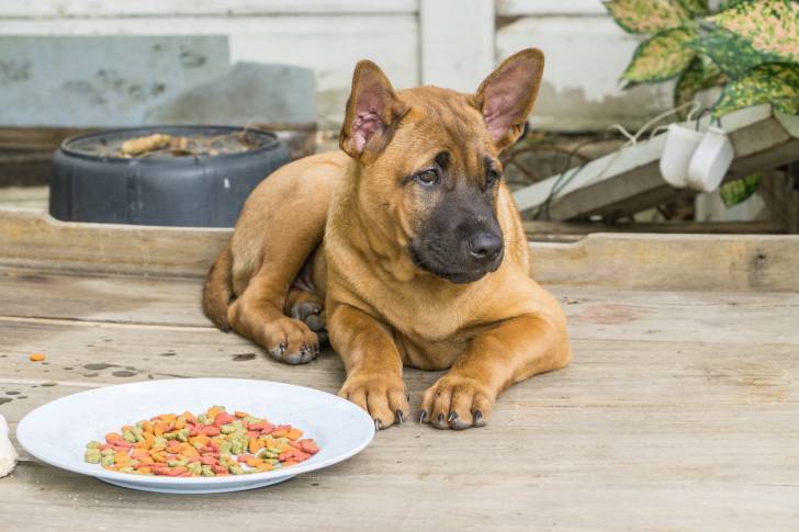 Photo Thaï Ridgeback