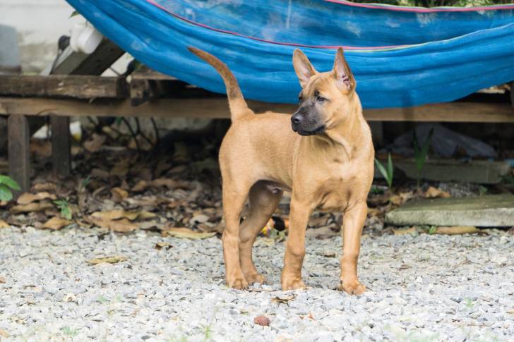 Photo Thaï Ridgeback