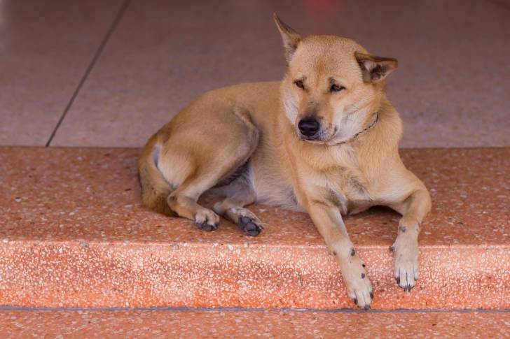Photo Thaï Ridgeback