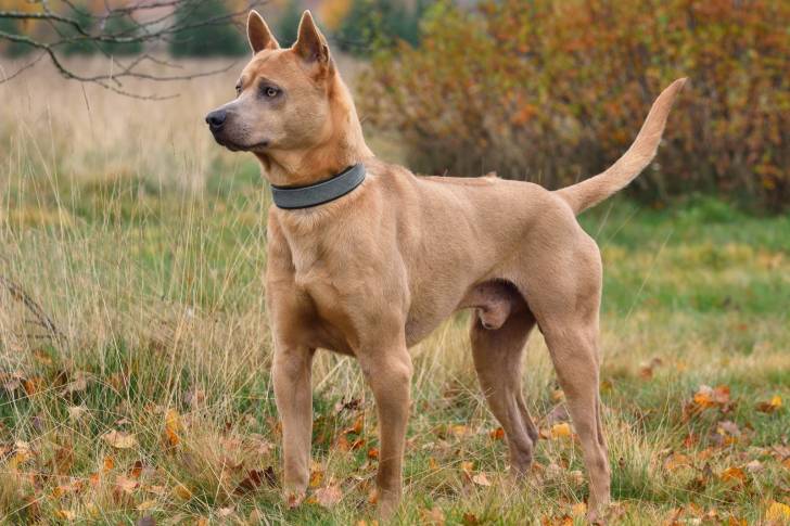 Photo Thaï Ridgeback