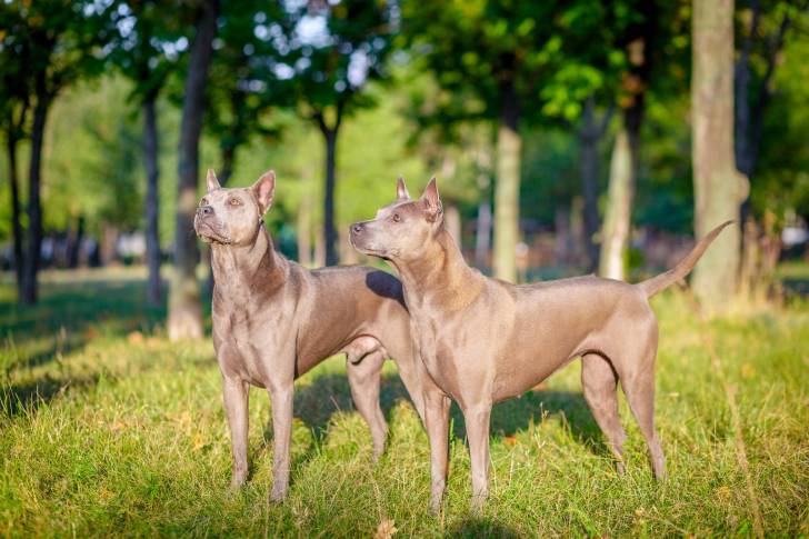 Photo Thaï Ridgeback
