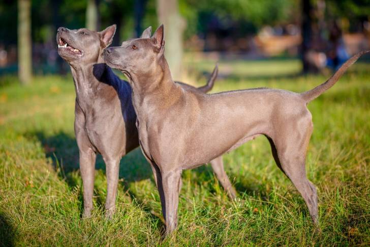 Photo Thaï Ridgeback