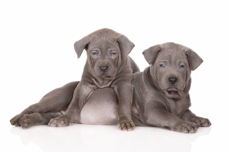 Photo Thaï Ridgeback