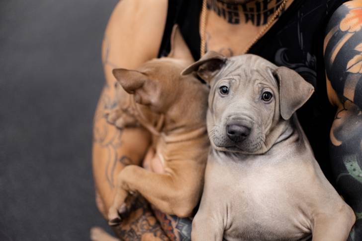 Photo Thaï Ridgeback