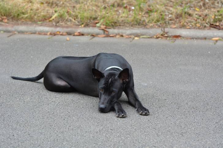 Photo Thaï Ridgeback