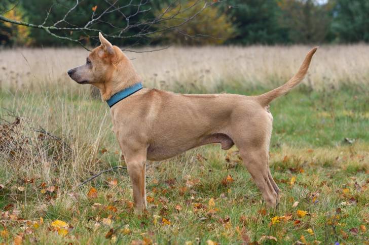 Photo Thaï Ridgeback
