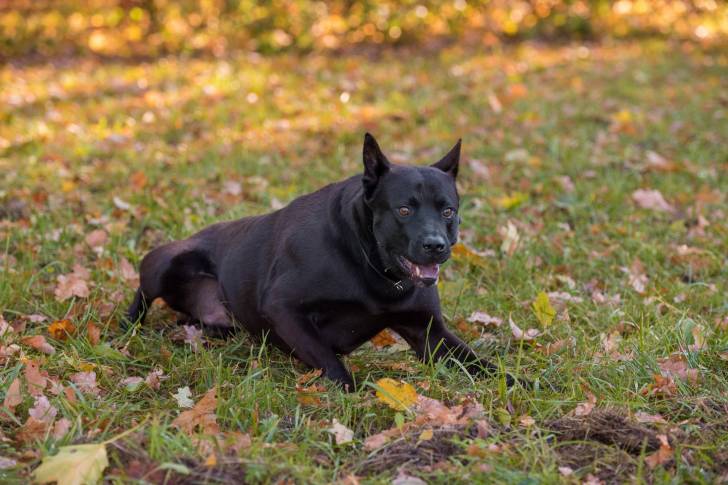 Photo Thaï Ridgeback