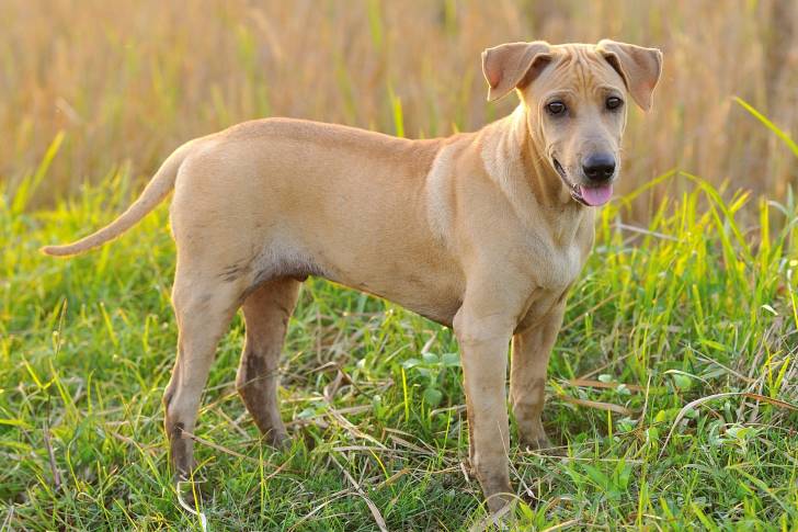 Photo Thaï Ridgeback