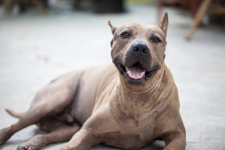 Photo Thaï Ridgeback