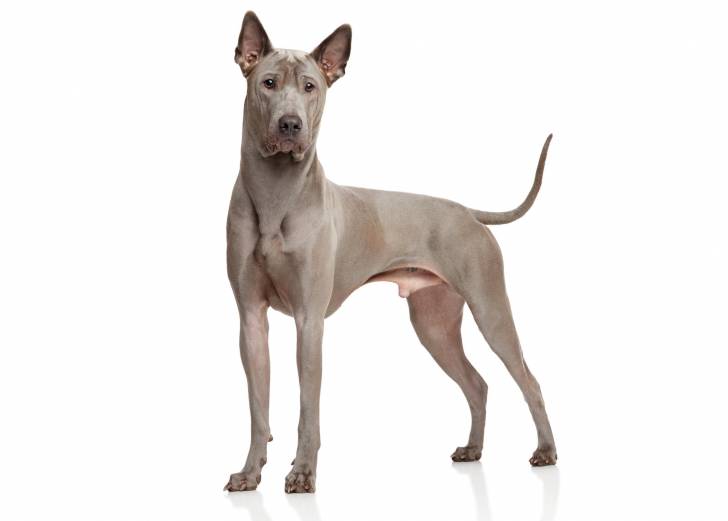 Photo Thaï Ridgeback