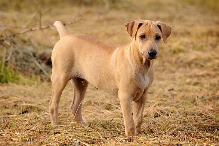Photo Thaï Ridgeback