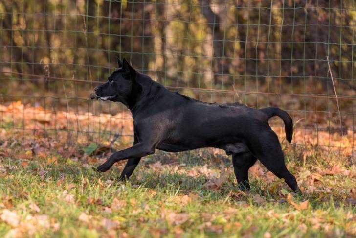 Photo Thaï Ridgeback