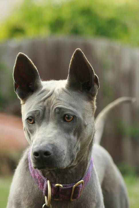 Photo Thaï Ridgeback