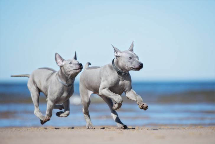 Photo Thaï Ridgeback