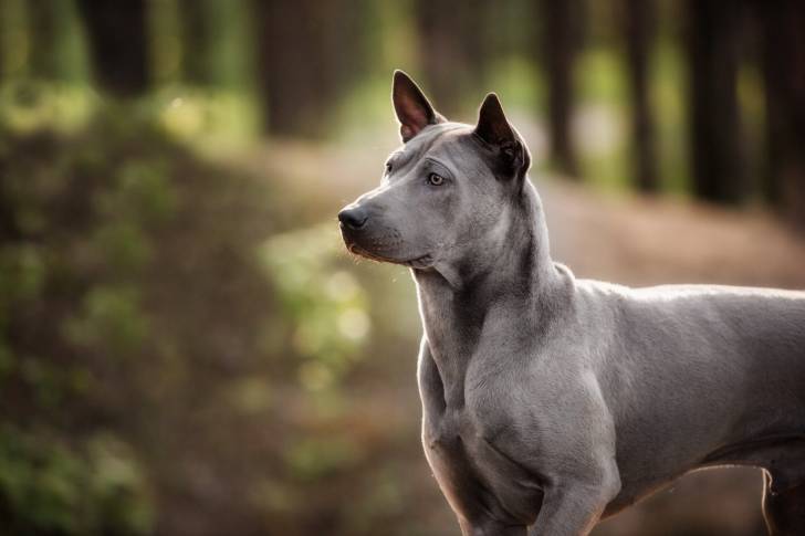 Photo Thaï Ridgeback