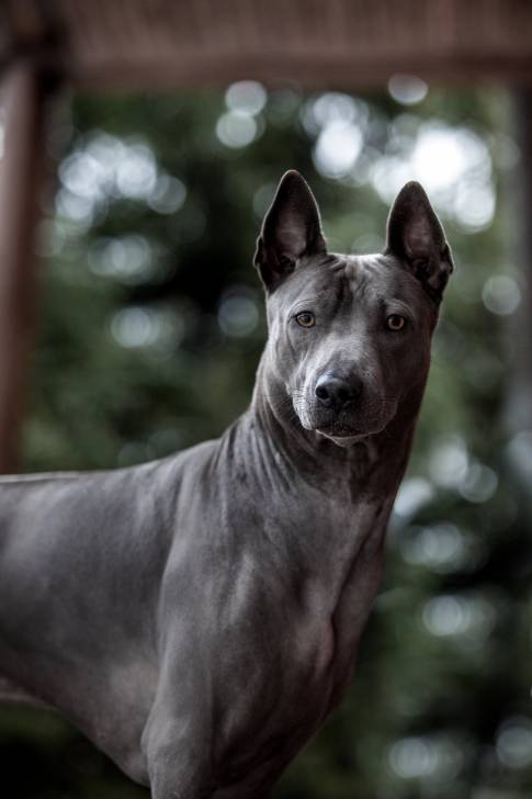 Photo Thaï Ridgeback