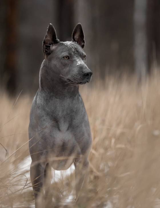 Photo Thaï Ridgeback