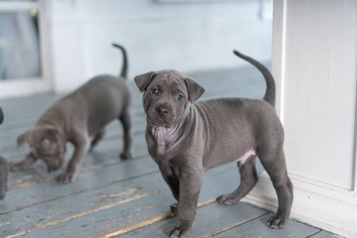 Photo Thaï Ridgeback
